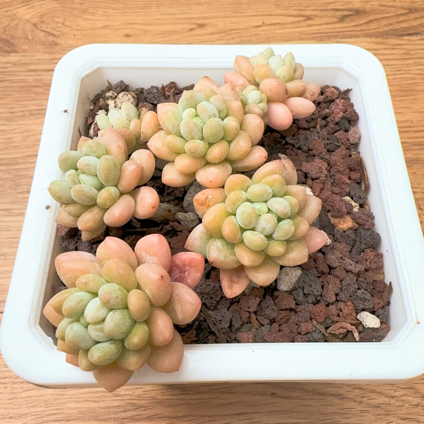 Echeveria Rococo Cluster