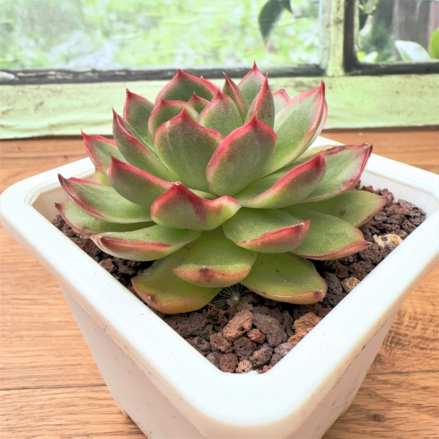 Echeveria forest Silhouette