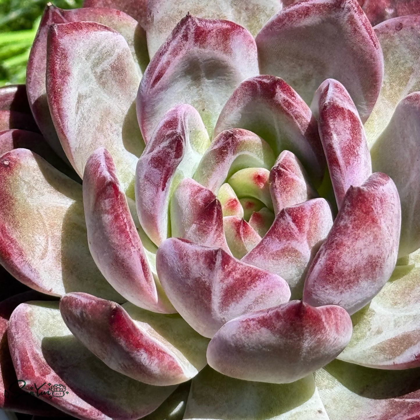 Echeveria Inseparable King bird