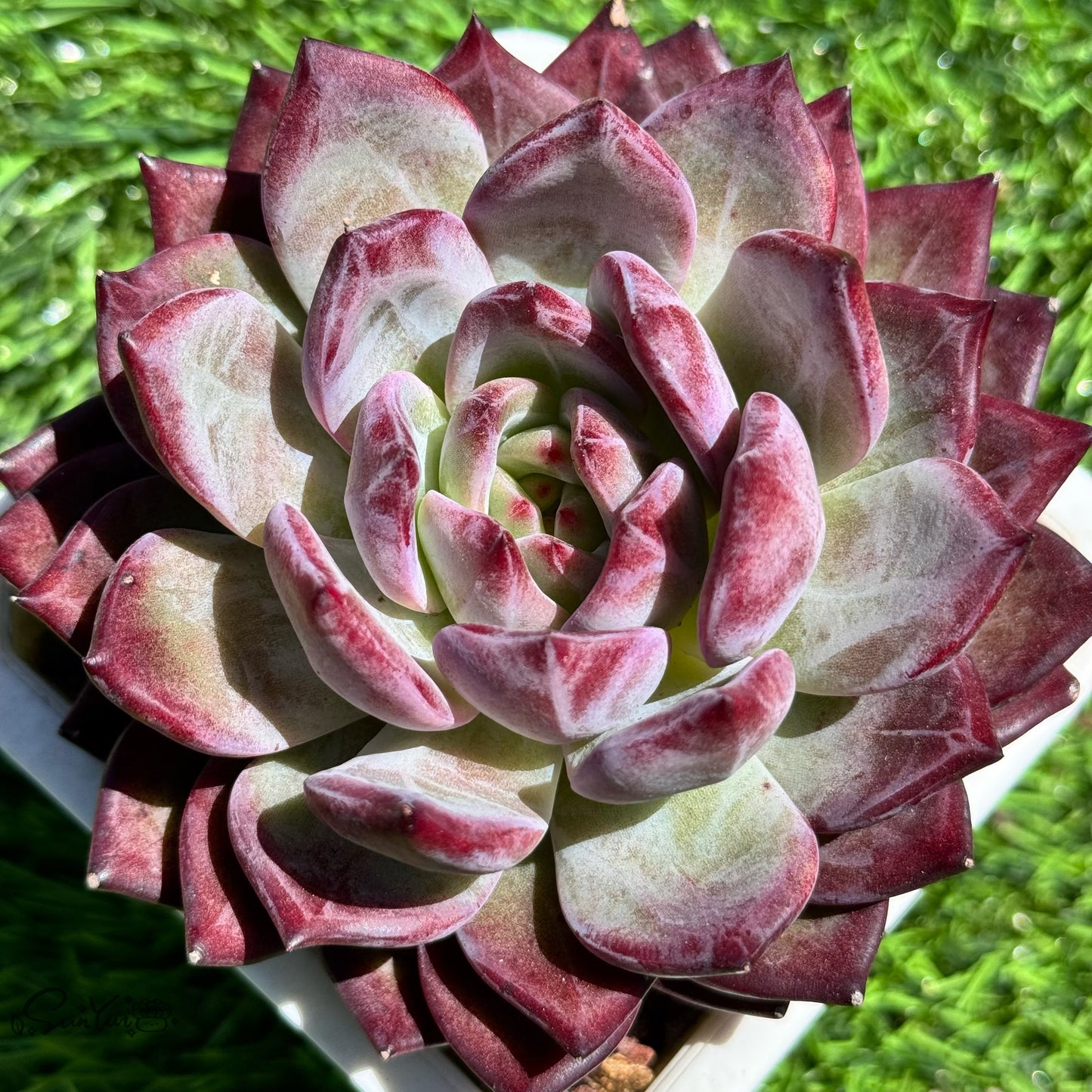 Echeveria Inseparable King bird