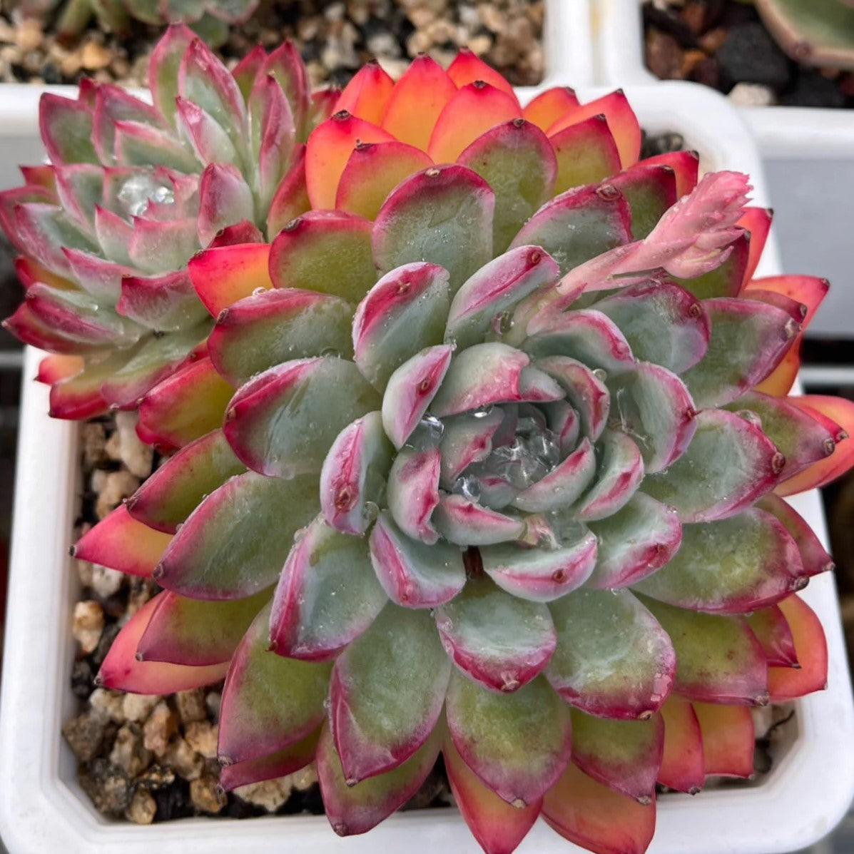 Echeveria