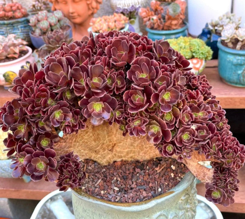 Aeonium