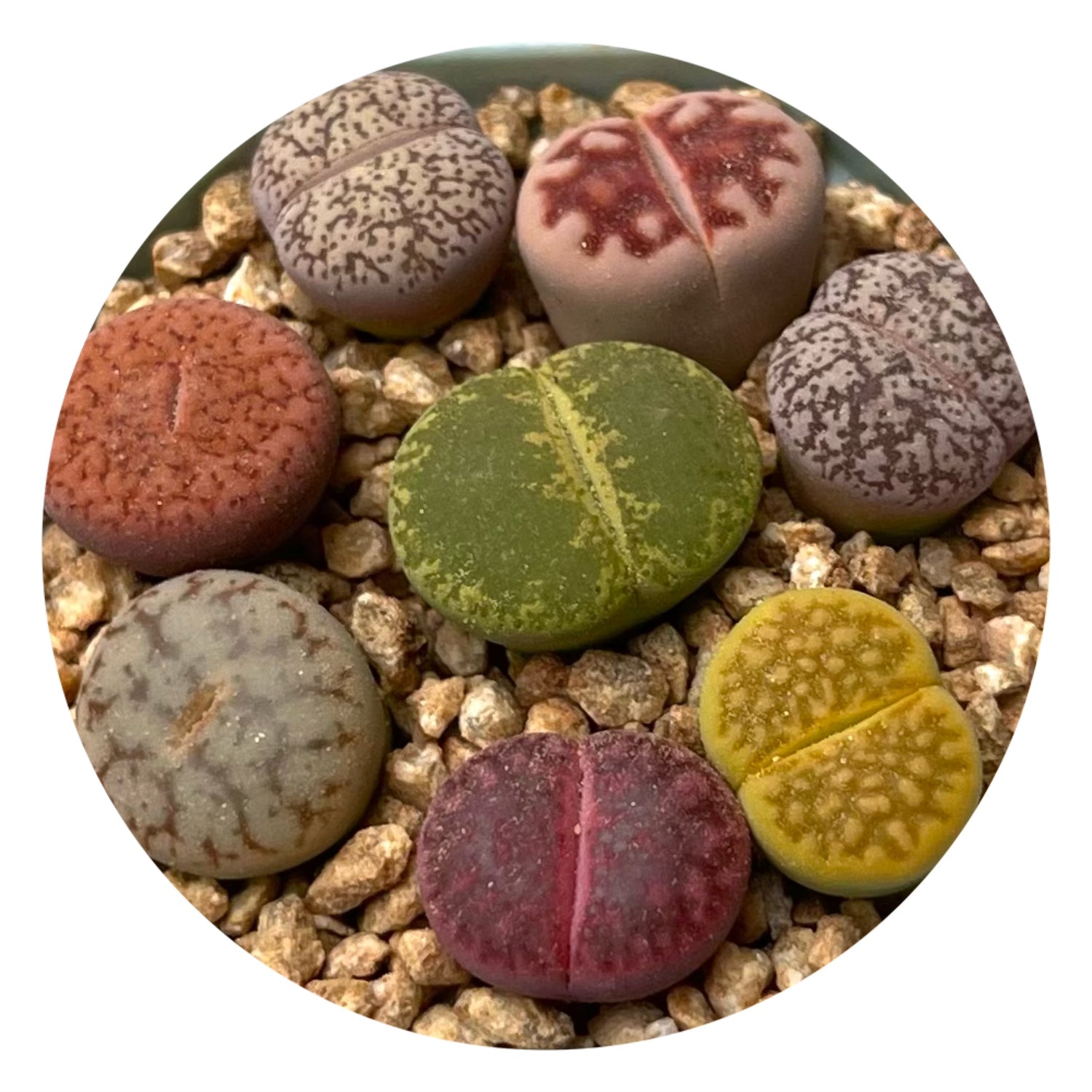 Lithop