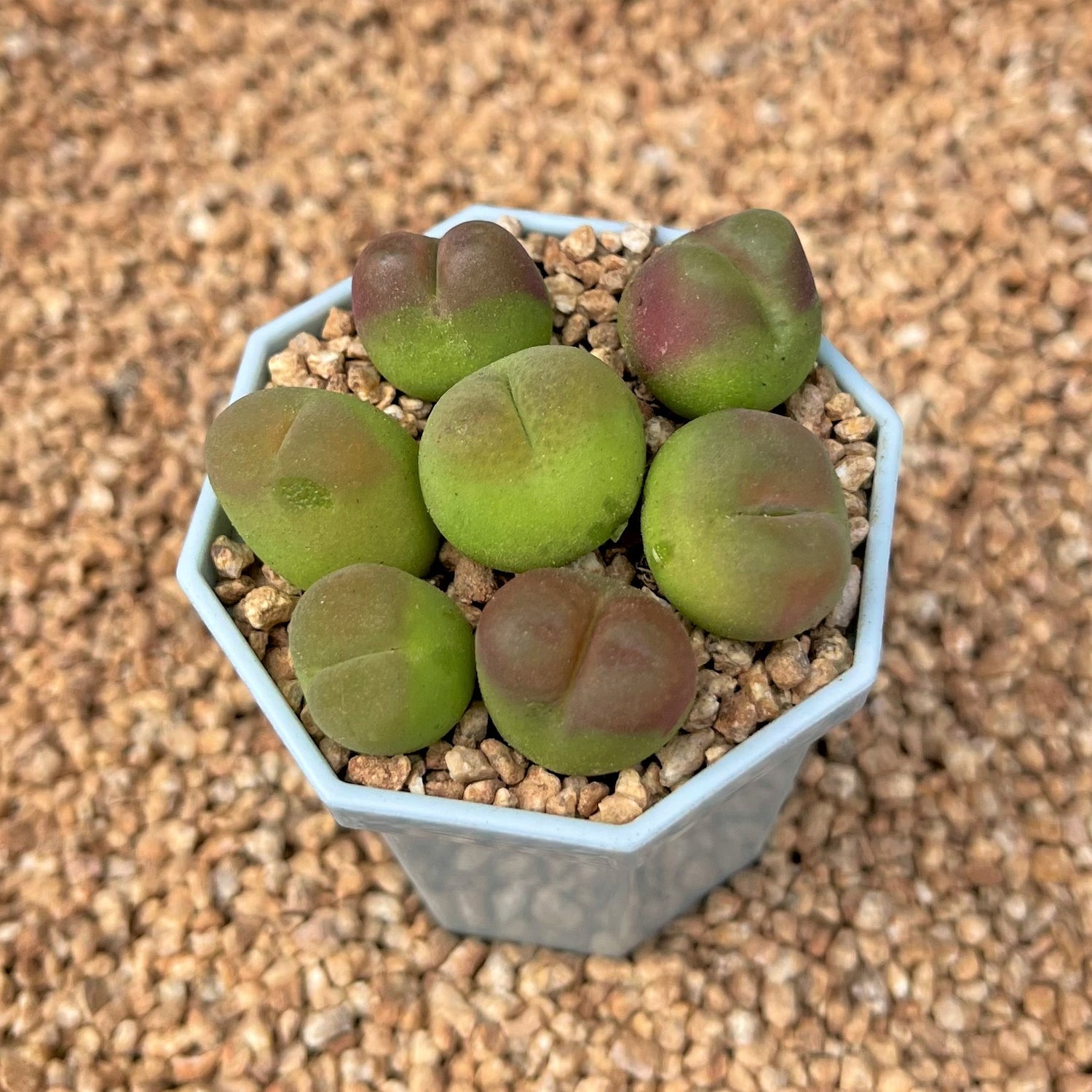 Conophytum