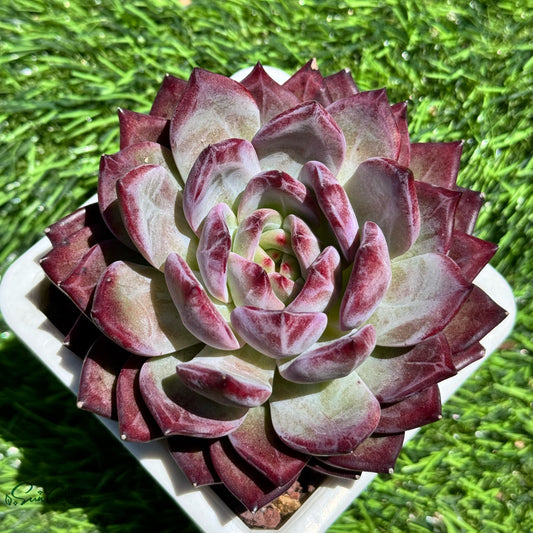 Echeveria Inseparable King bird