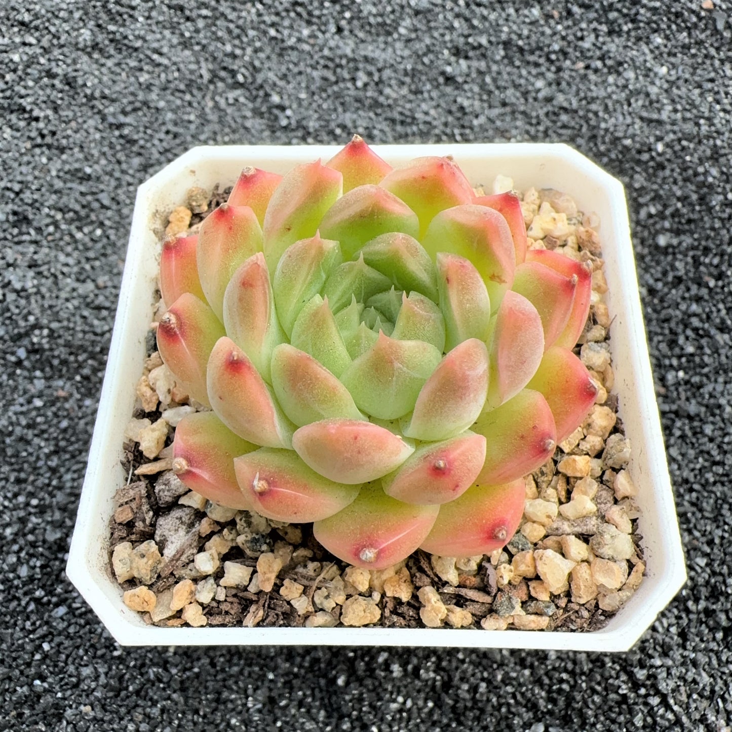 Echeveria  White Chihuahua Elegans