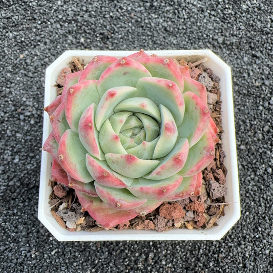 Echeveria Frosty Elegans