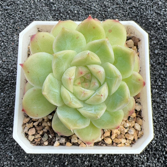 Echeveria Diamond Queen