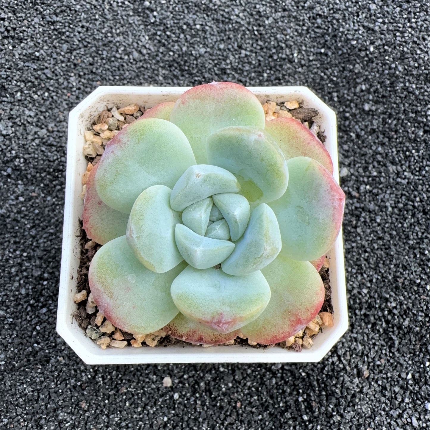 Echeveria Ice Green