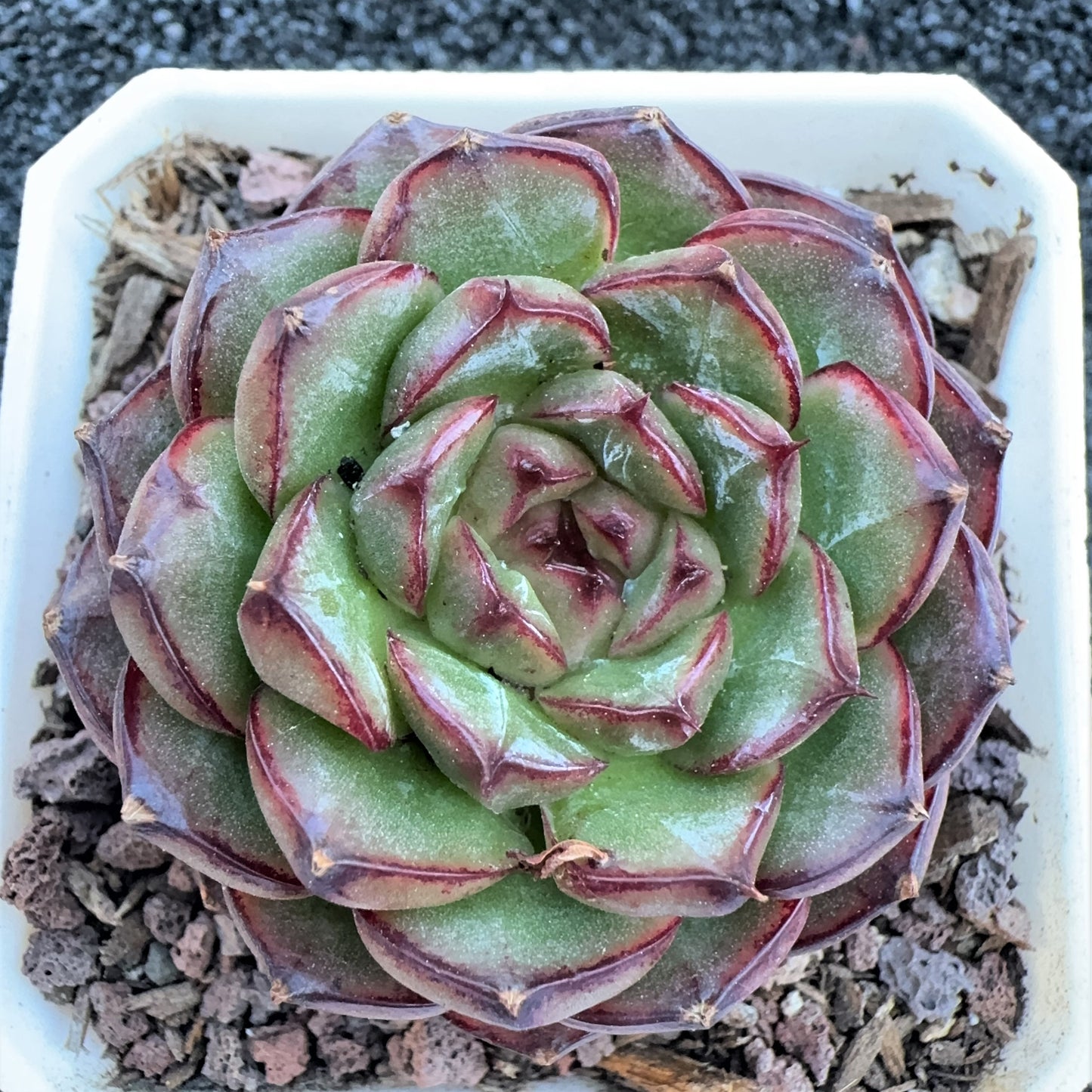 Echeveria  Grape Jenny