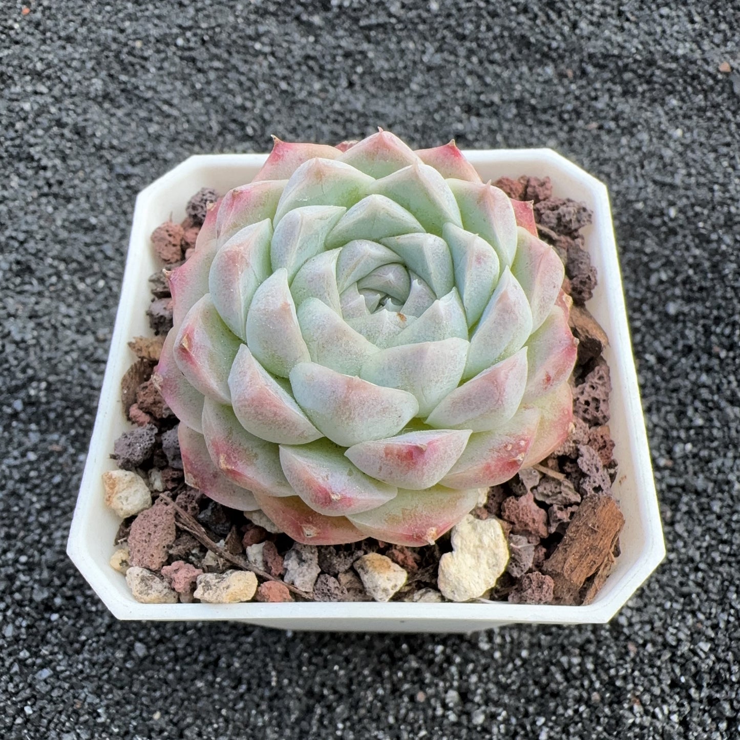 Echeveria Albameni