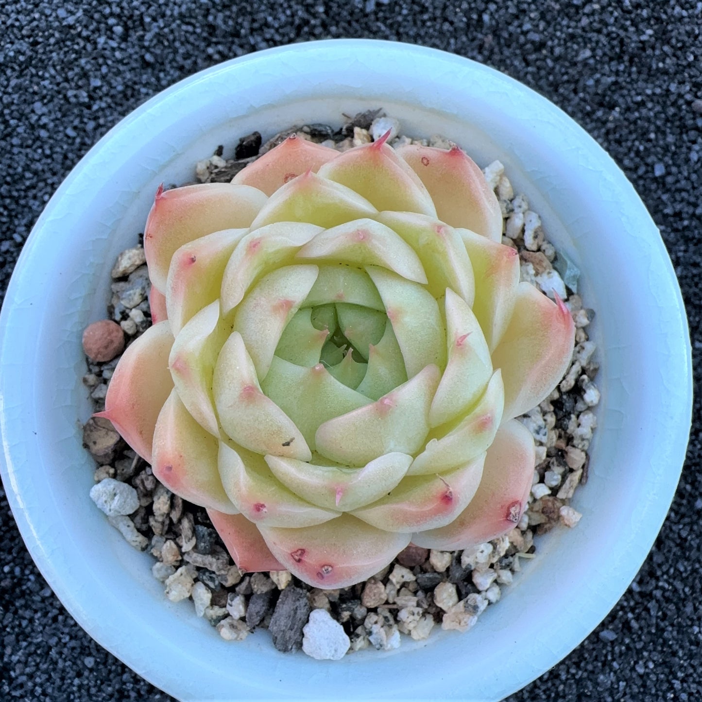 Echeveria Malgan