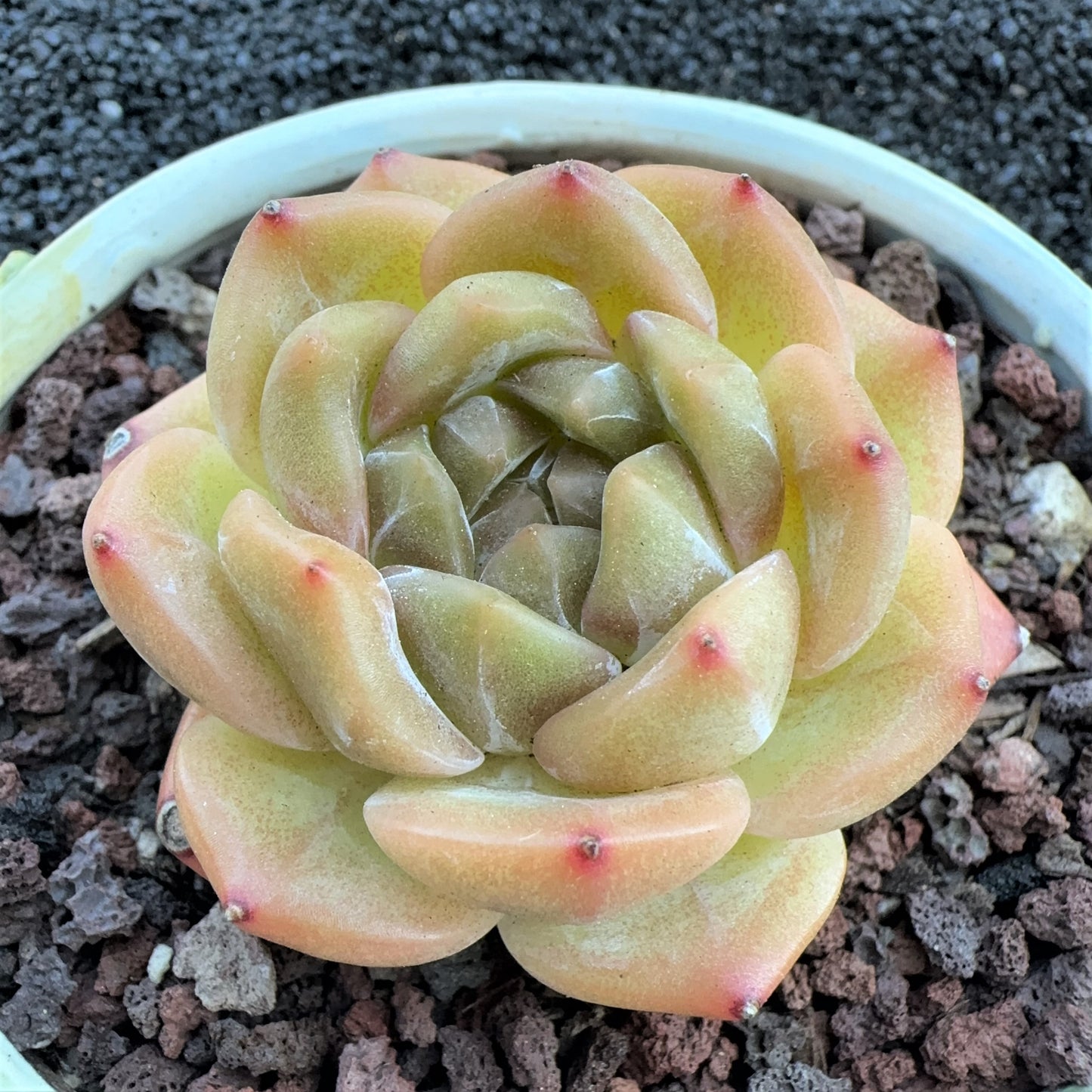 Echeveria  White Apparition