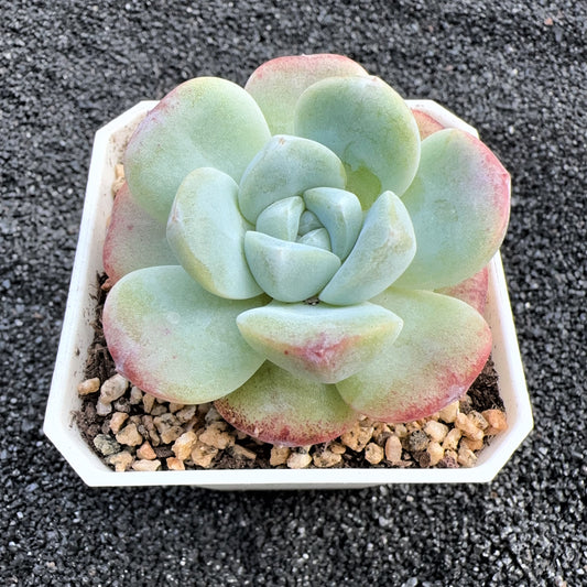 Echeveria Ice Green