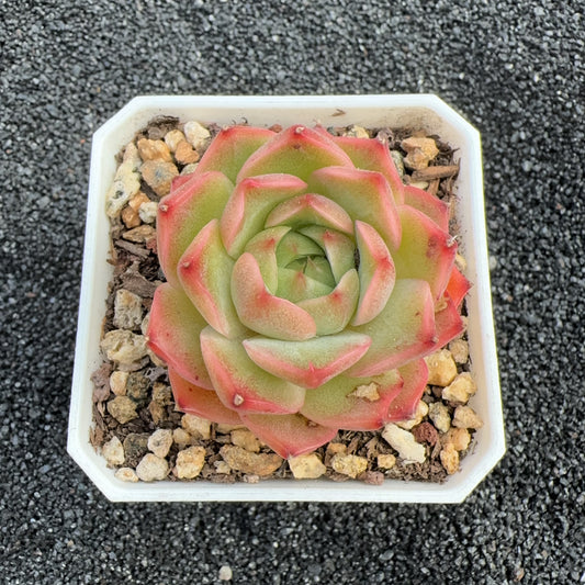 Echeveria Diamond Jenny