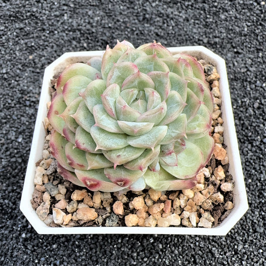 Echeveria  Glaze