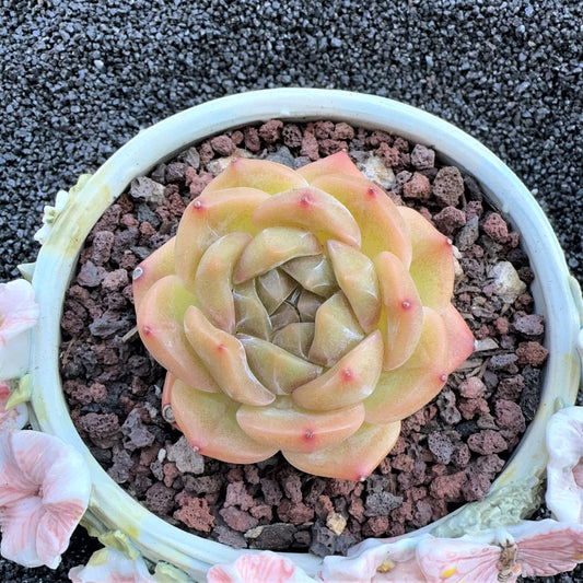 Echeveria  White Apparition