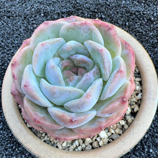 Echeveria Sundial