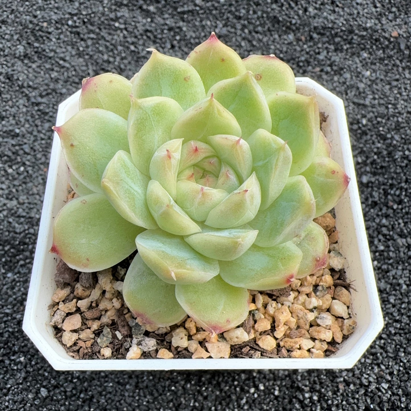 Echeveria Diamond Queen