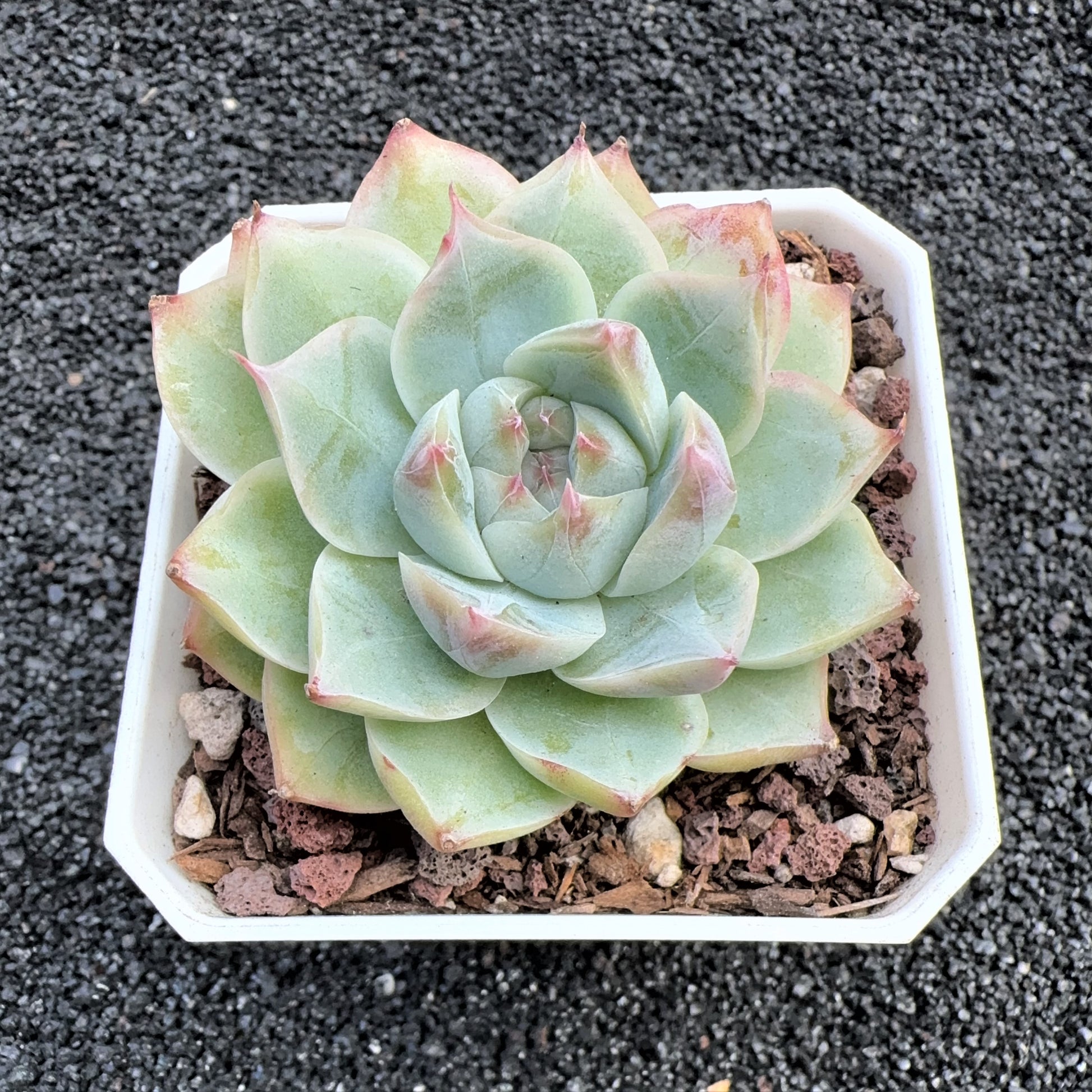 chihuahua succulent Echeveria White Chihuahua Phanton