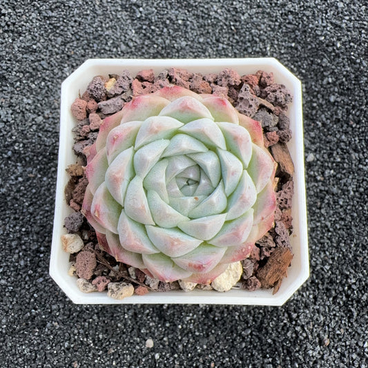 Echeveria Albameni