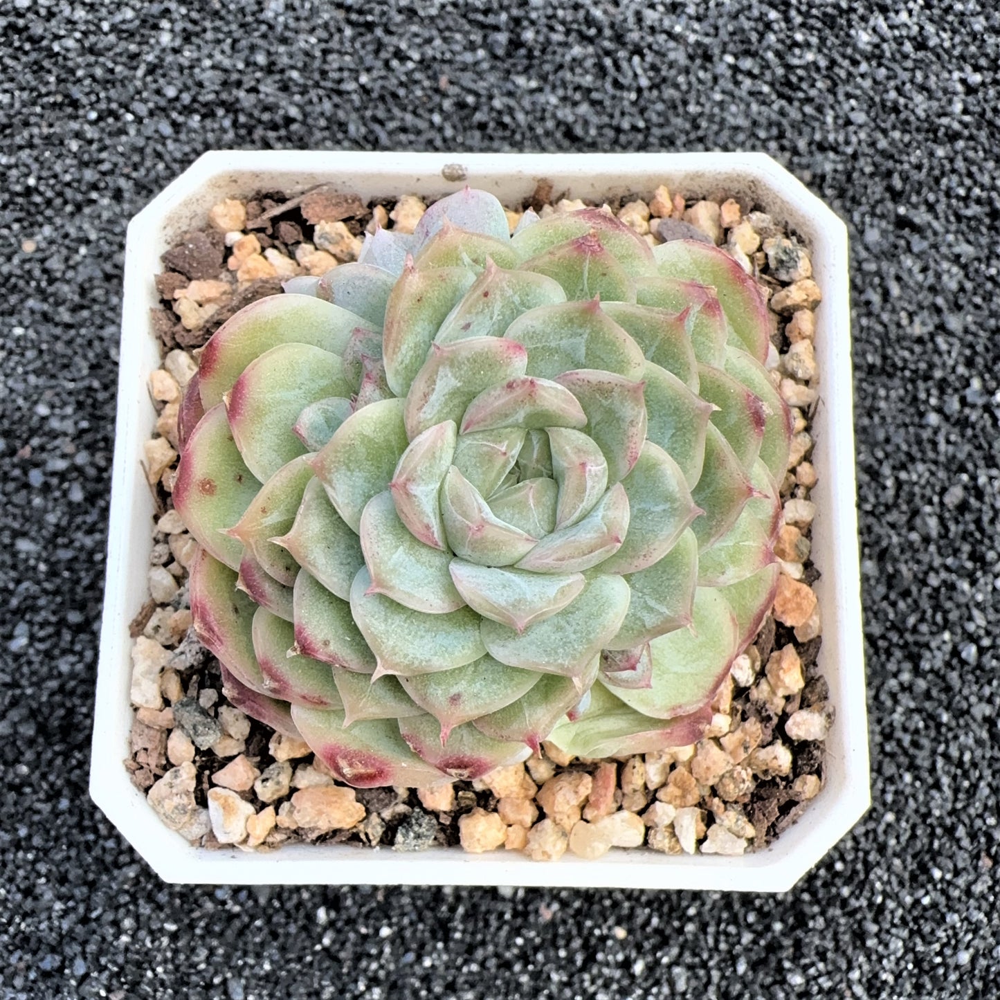 Echeveria  Glaze