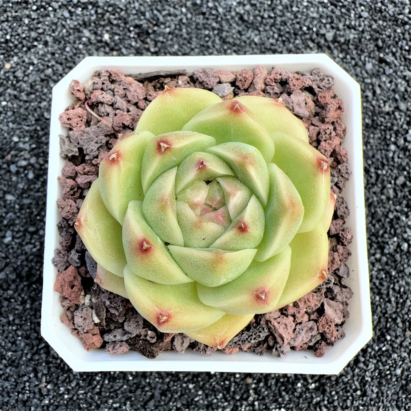 Echeveria  Jenny Viridis