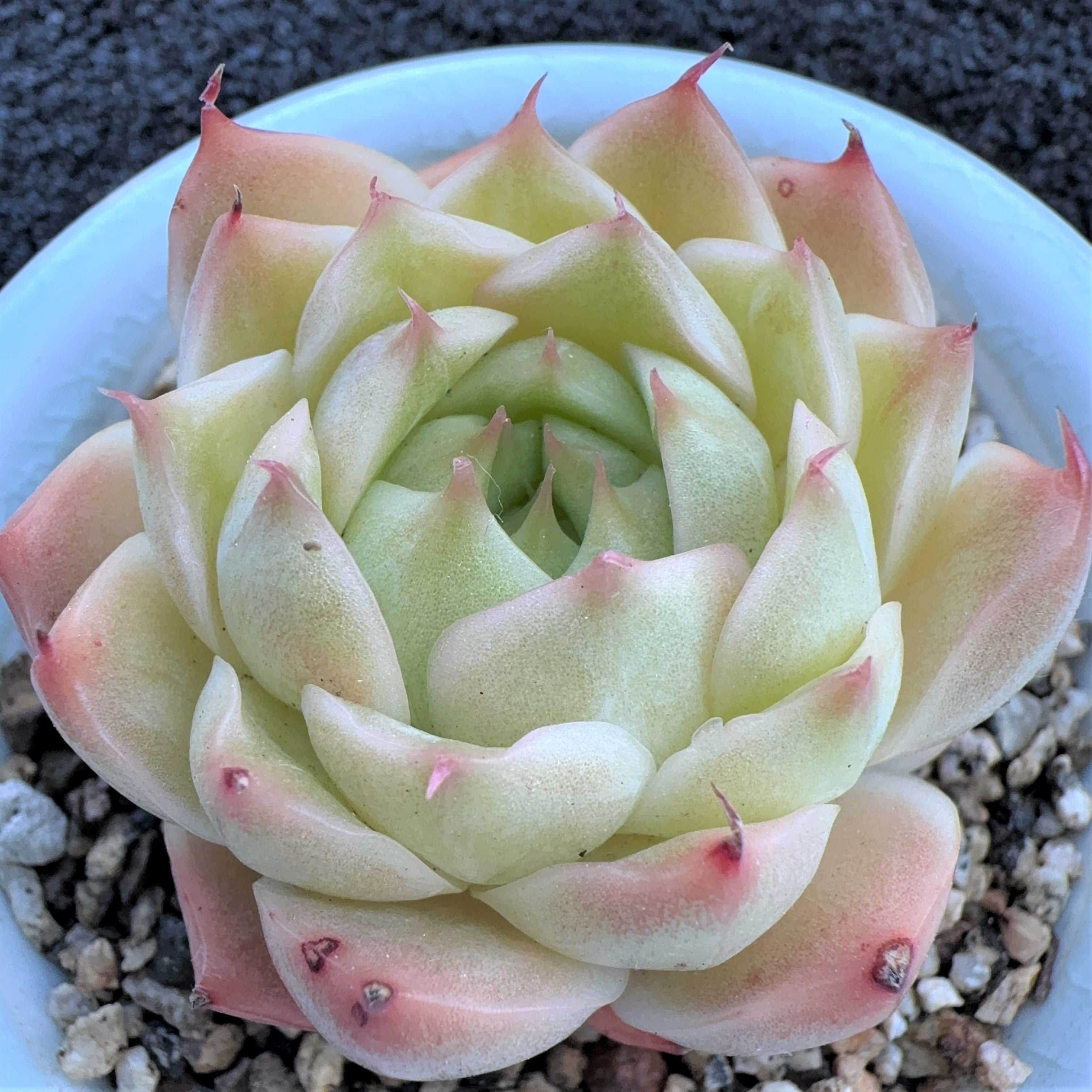 Echeveria Malgan珍妮 多肉植物