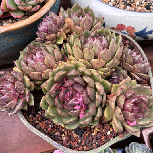 Echeveria Violet Cluster