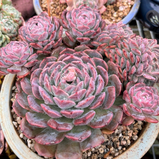 Echeveria Violet Cluster