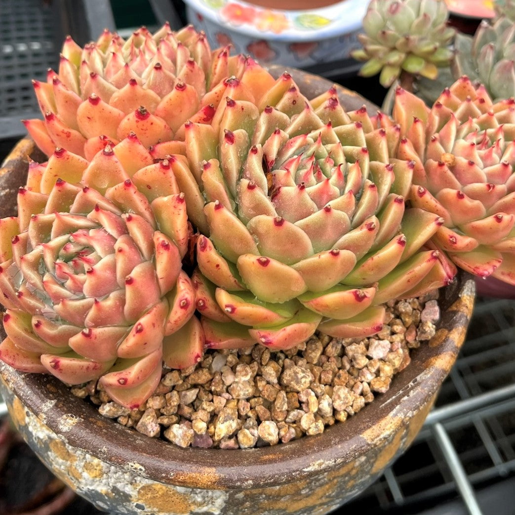 Echeveria Orange Cluster