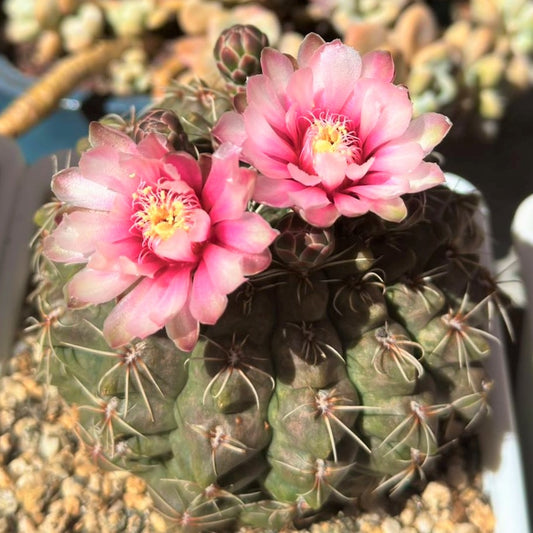 Cactus Flowering