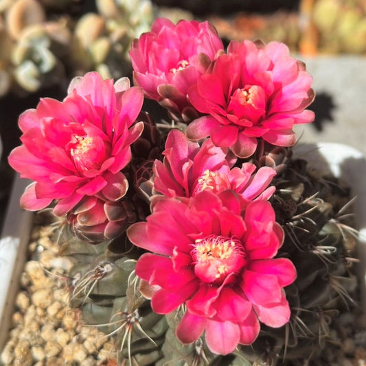 Cactus Flowering