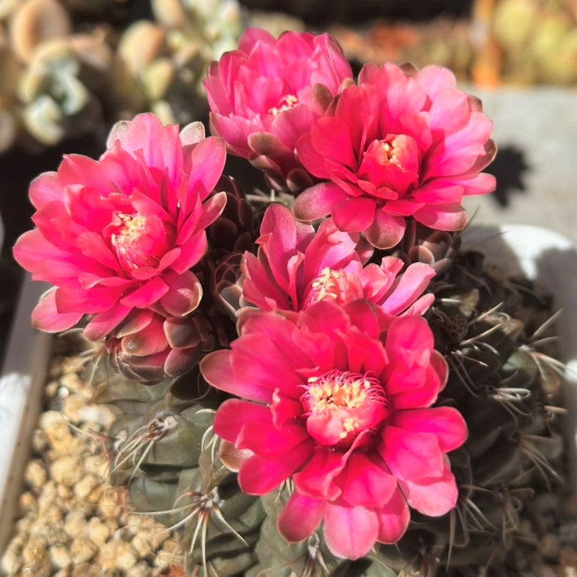 Cactus Gymnocalycium Baldianum