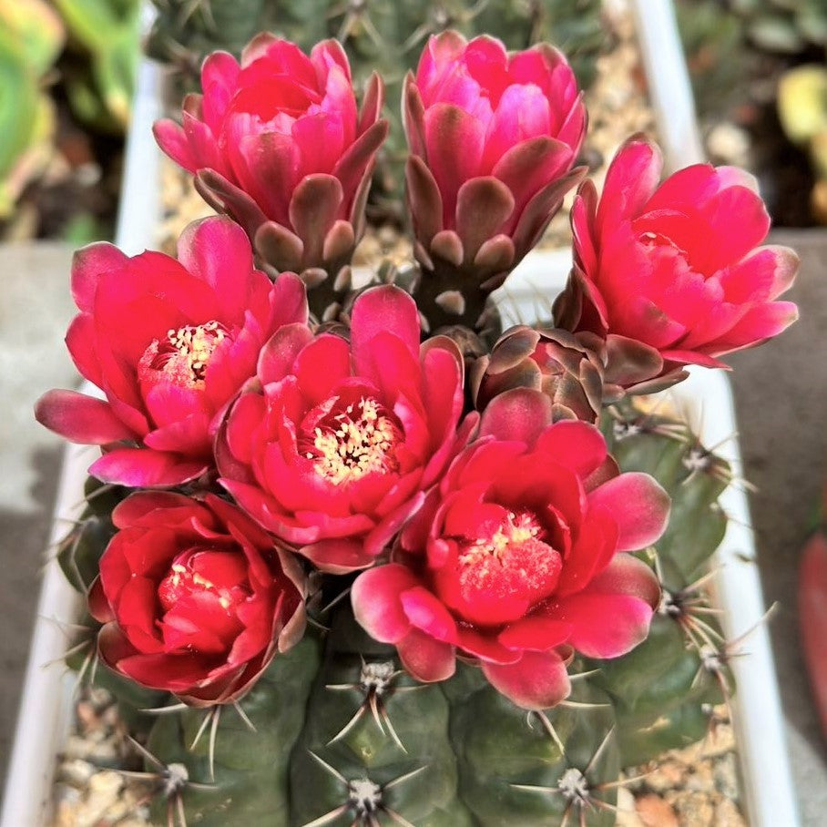 Cactus Flowering