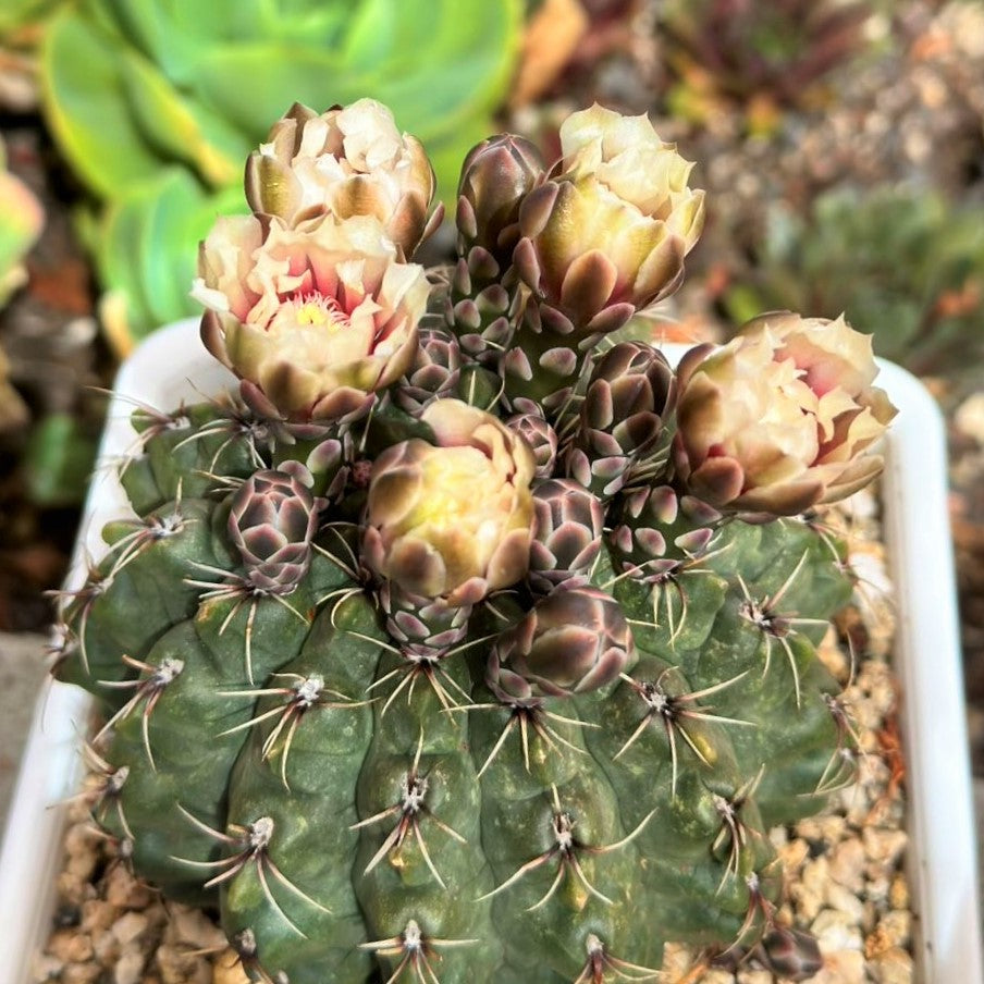 Cactus Gymnocalycium Baldianum