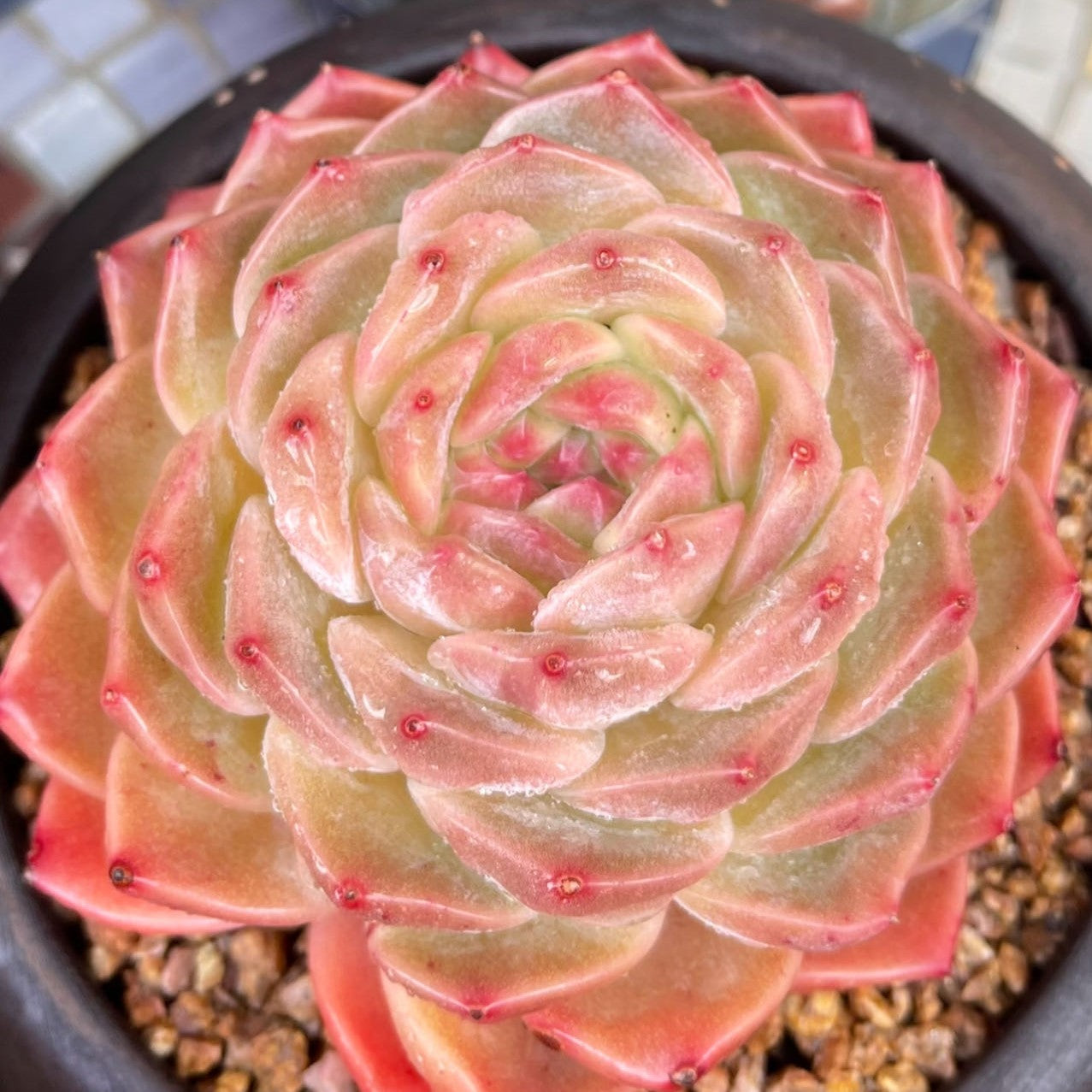 Echeveria Waxy Apparition SP