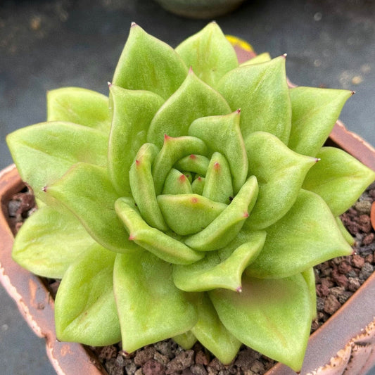 Echeveria Maria Rose