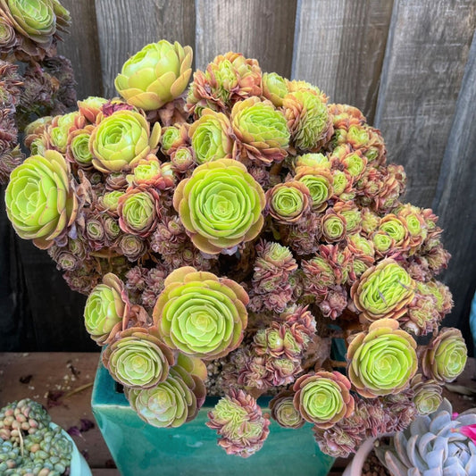 Featured Aeonium Agavoide