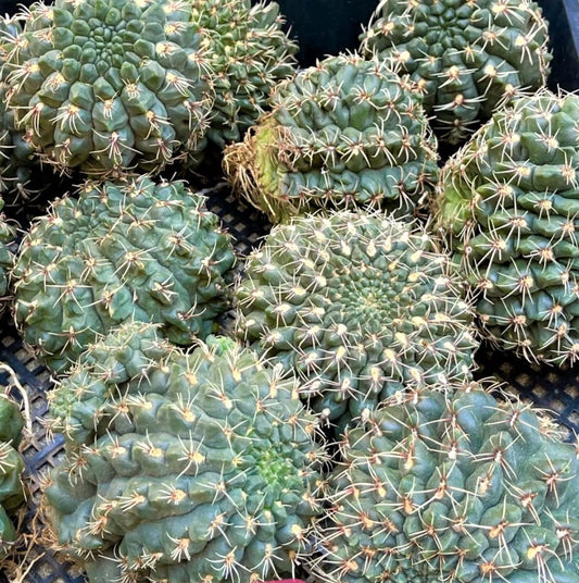 Cactus Gymnocalycium Baldianum