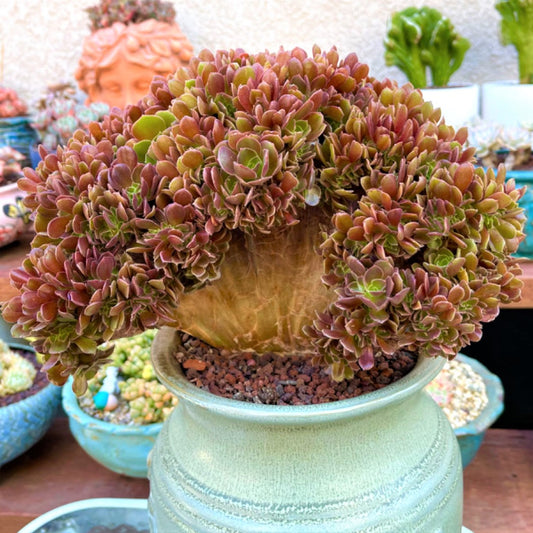 Featured Aeonium Agavoide