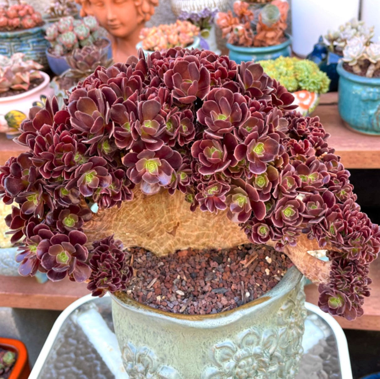 Featured Aeonium Agavoide