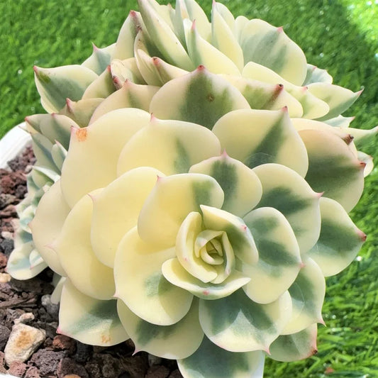 Echeveria Variegated