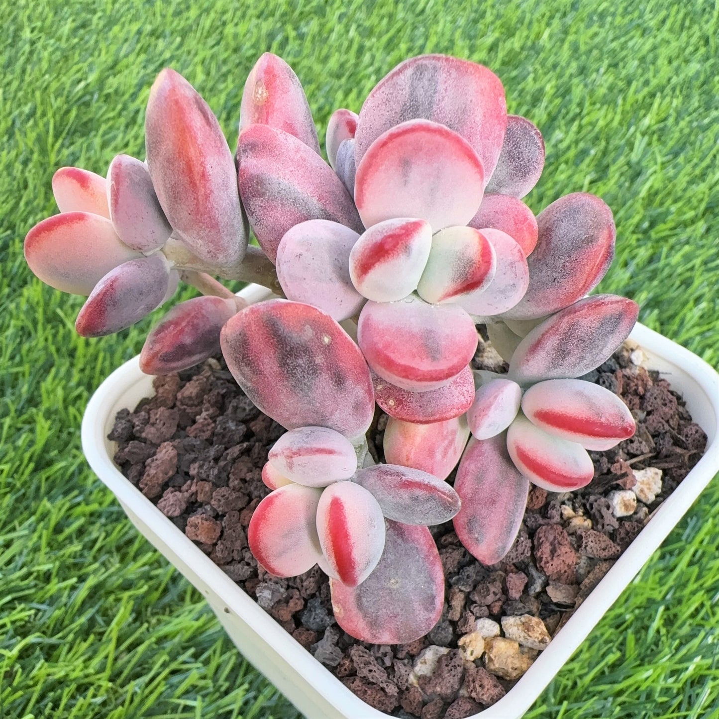 Cotyledon Orbiculata Variegated