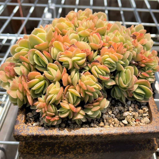 Echeveria Xingata Agavoide