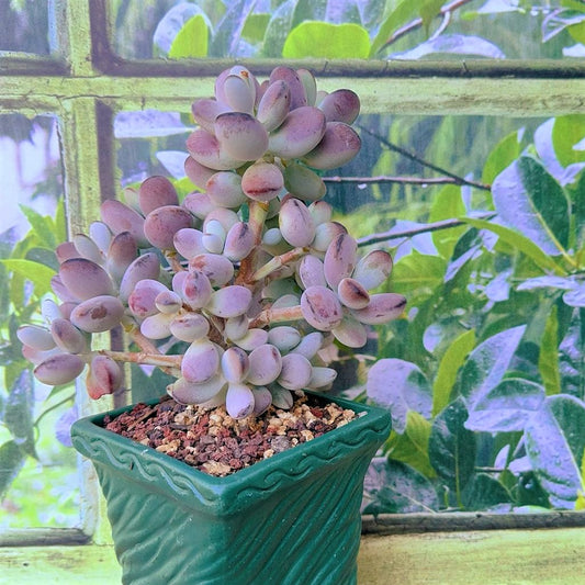 Cotyledon Orbiculata