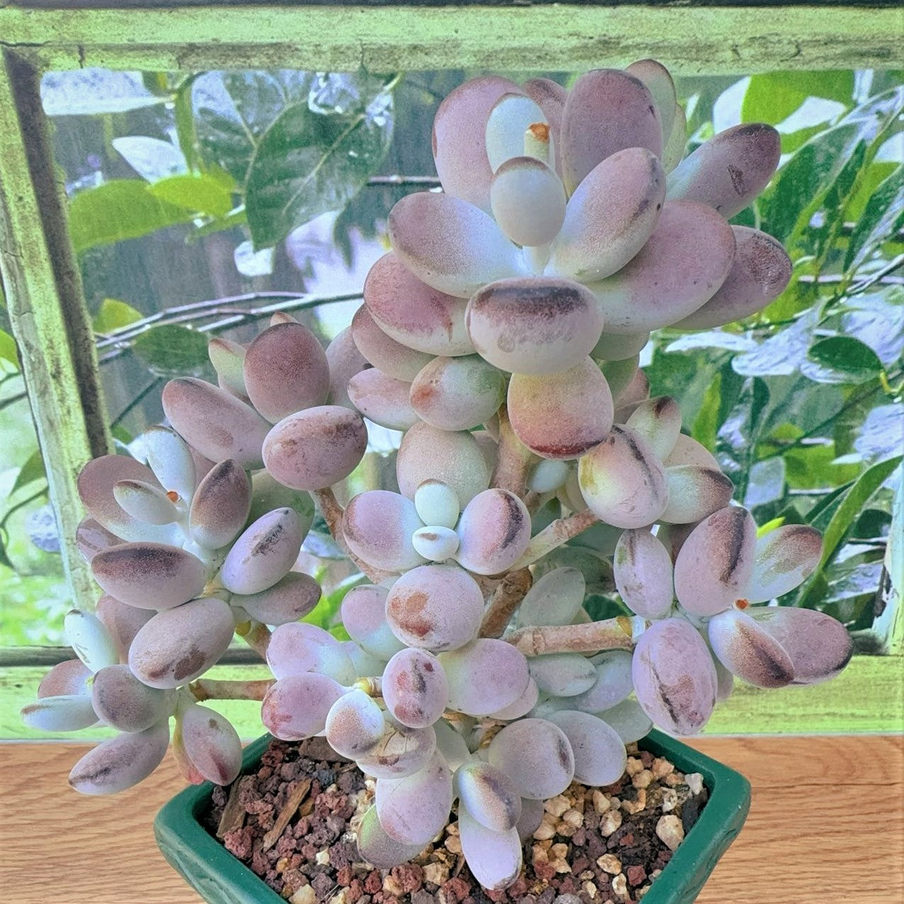 Cotyledon Orbiculata