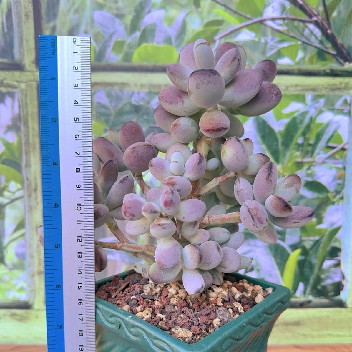 Cotyledon Orbiculata