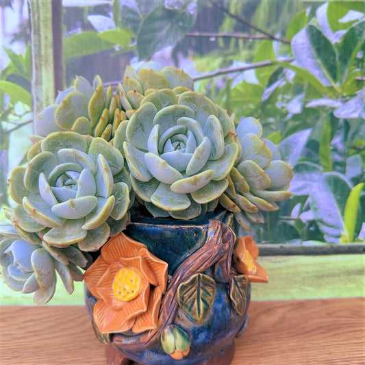 Echeveria Lauryn Cluster