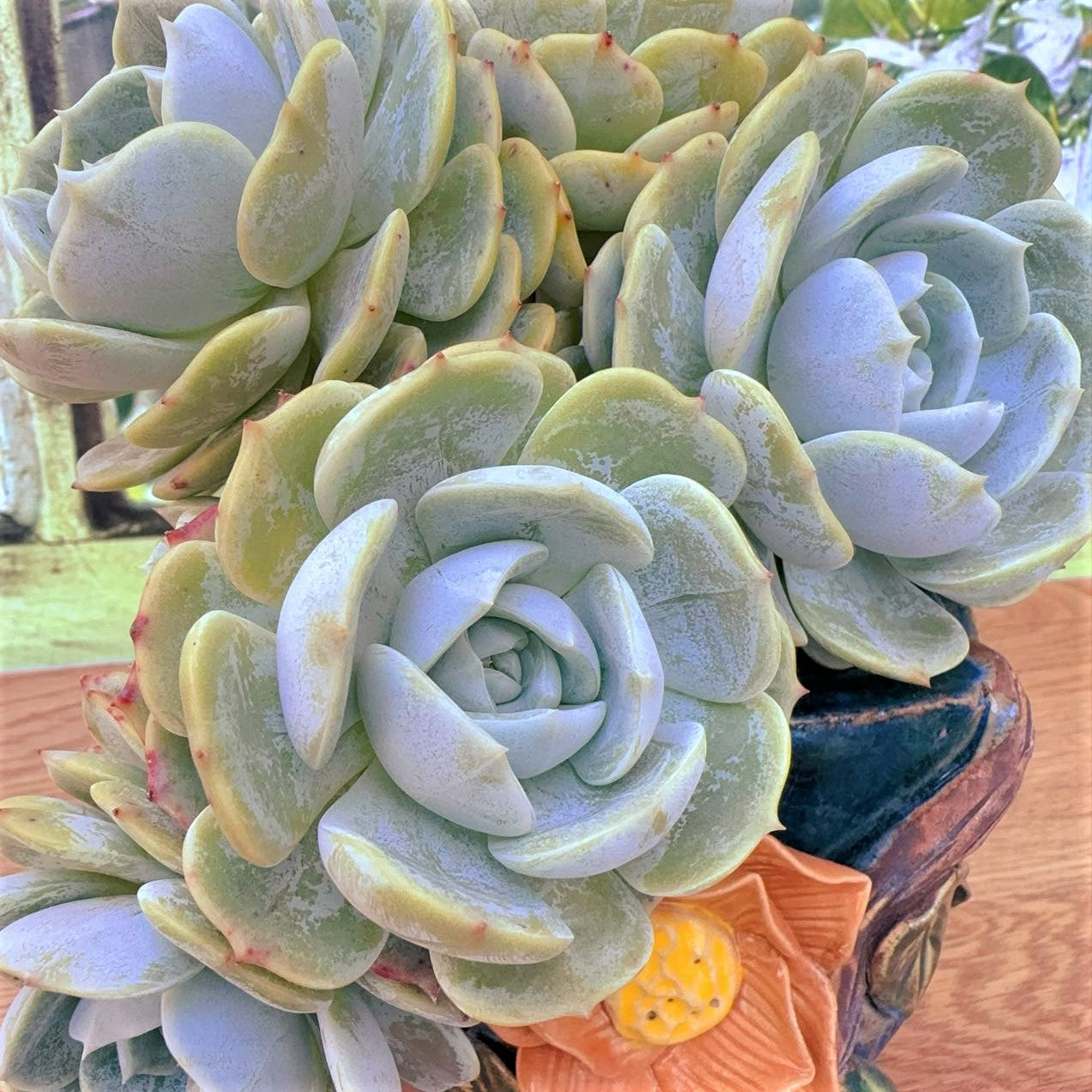 Echeveria Lauryn Cluster